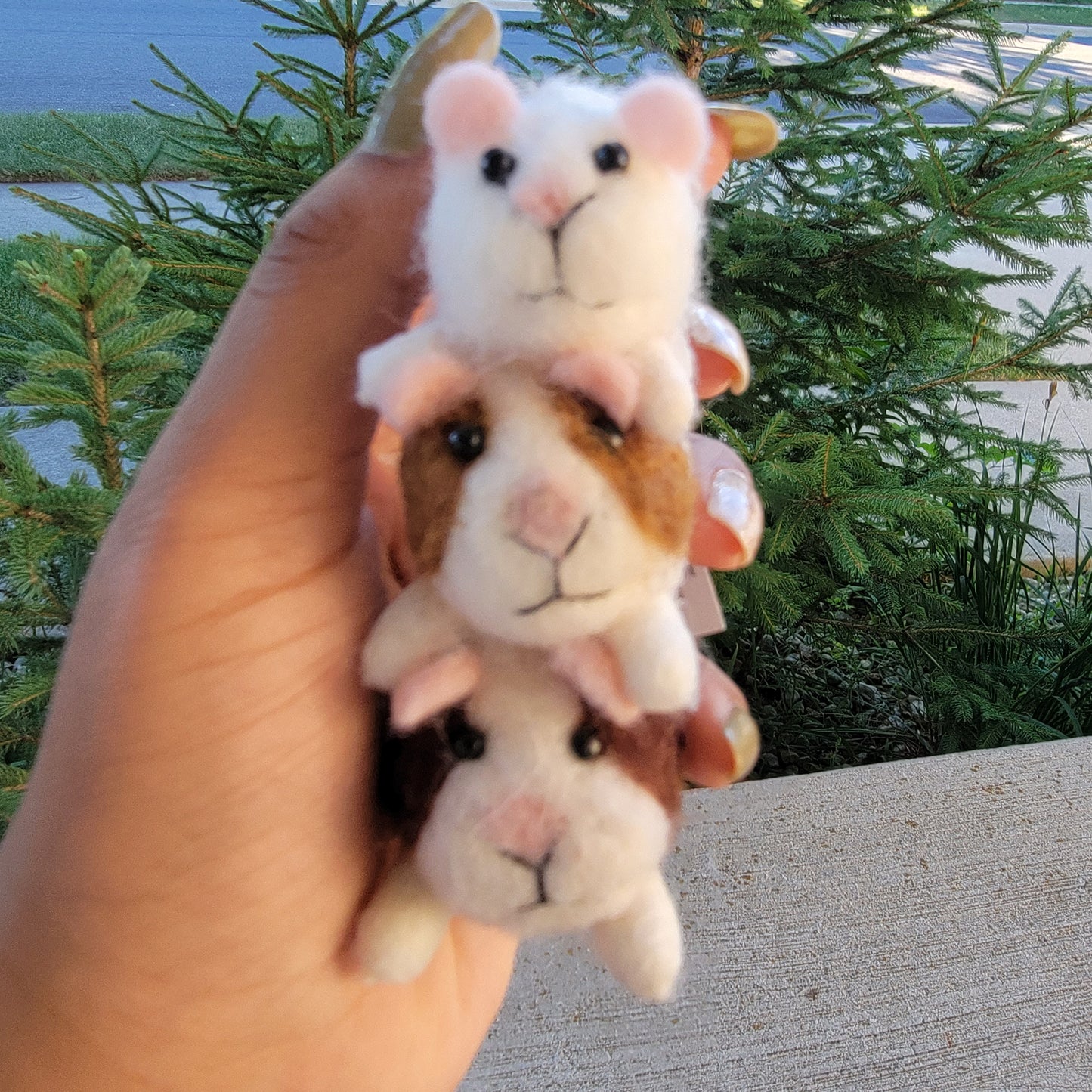 Guinea pig