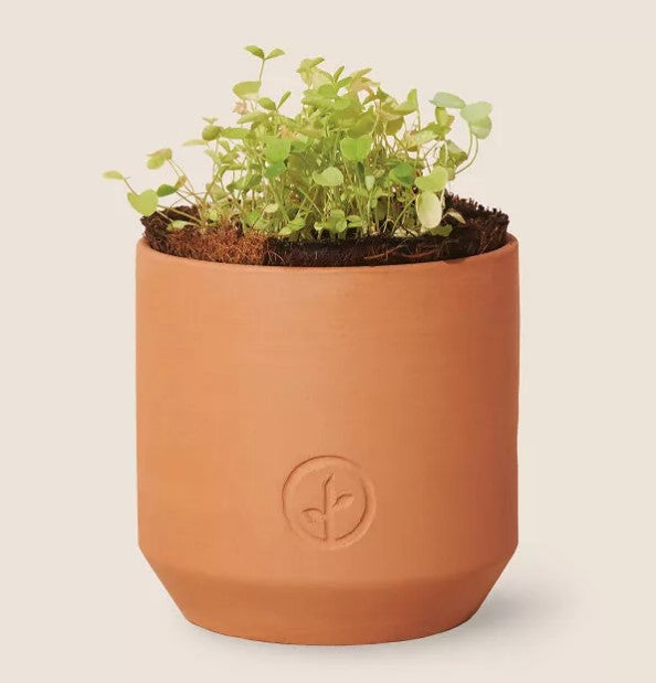 Tiny Terracotta Grow Kits - Champagne Poppies