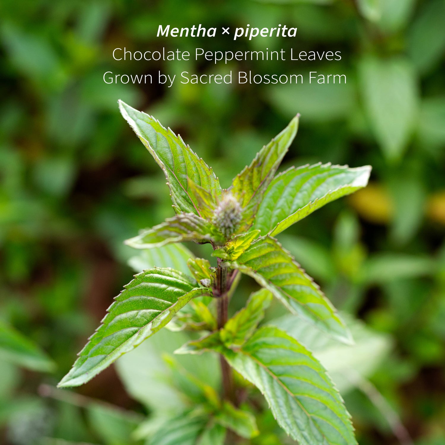 Chocolate Peppermint Herbal Tea — loose leaf gourmet tea, perfect for gourmet gift boxes (shown with packaging)