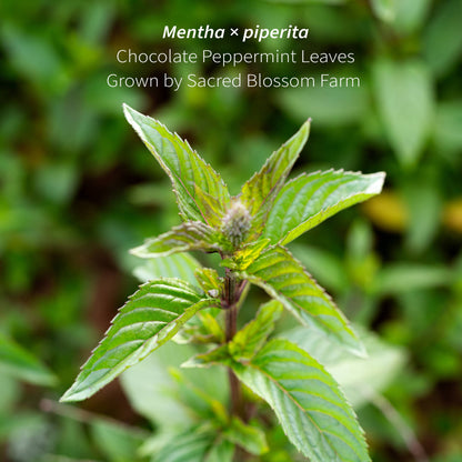 Chocolate Peppermint Herbal Tea — loose leaf gourmet tea, perfect for gourmet gift boxes (shown with packaging)