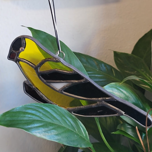 Yellow finch bird
